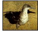 The Balearic Shearwater declared Bird of the Year 2001