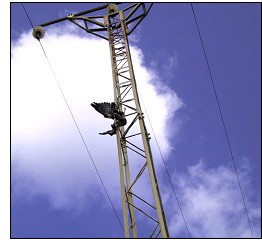 Another bird of prey electrocuted