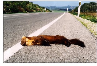 Mortality of vertebrates on the road