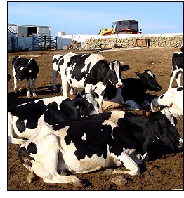 Friesian Cow Contest in Alaior