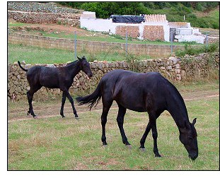 Menorcan Horse Fair