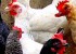 Avian influenza: a threat to human health